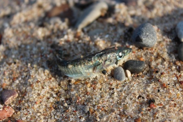 Промысловые рыбы Балтийского моря