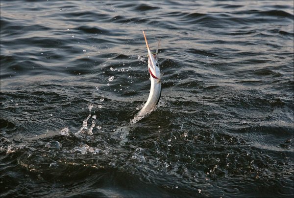 Сарган Балтийский