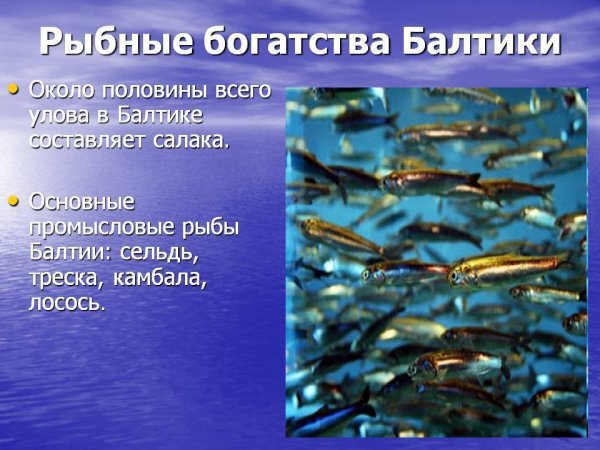 Промысловые рыбы Балтики