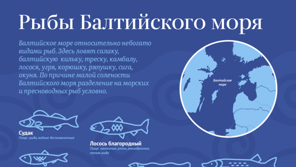 Рыбы Балтийского моря