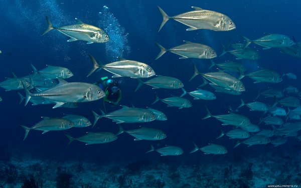 Черноморская ставрида стая