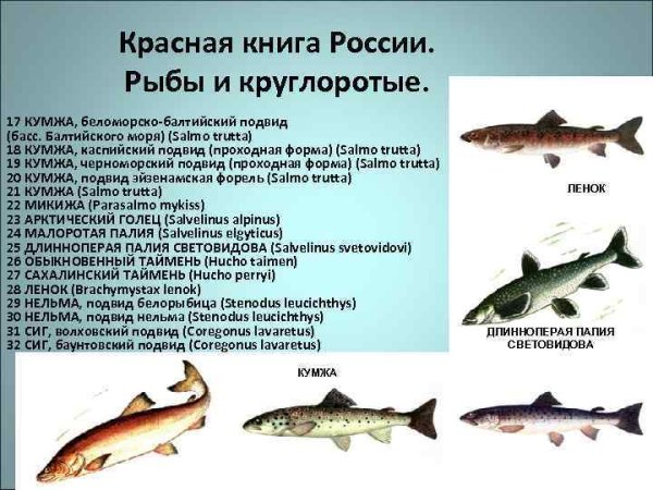 Рыбы Балтийского моря