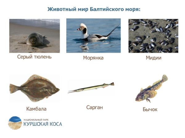 Флора и фауна Балтийского моря