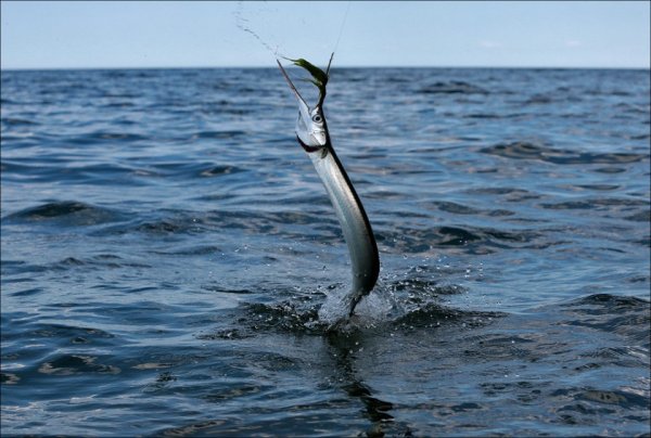 Морская рыба Сарган