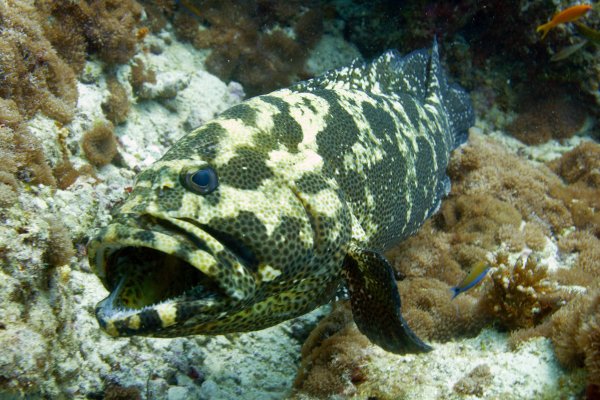Групер Средиземного моря