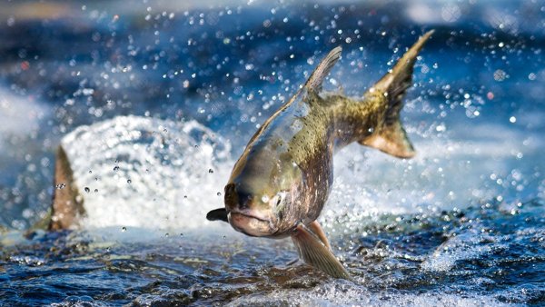 Лосось плывет