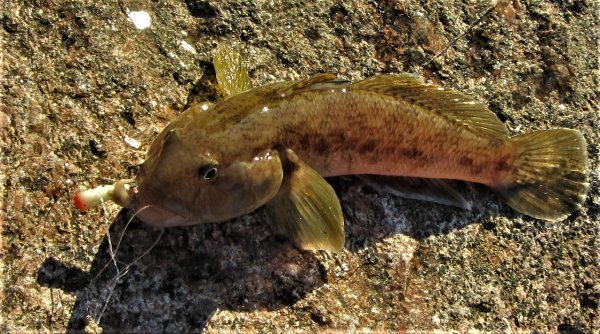 Бычок Балтийский