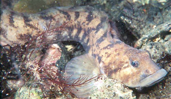 Бельдюга рыба фото