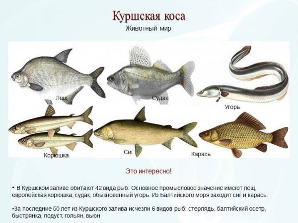 Рыбы Калининградской области