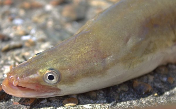 Речной угорь (Anguilla Anguilla)