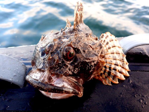 Рыба съедобная