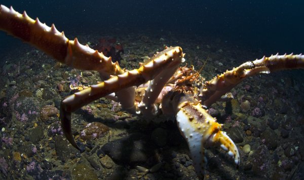 Рыба камбала