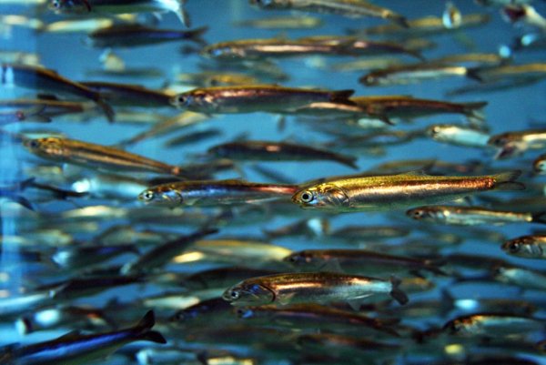 Рыба Балтийский лосось