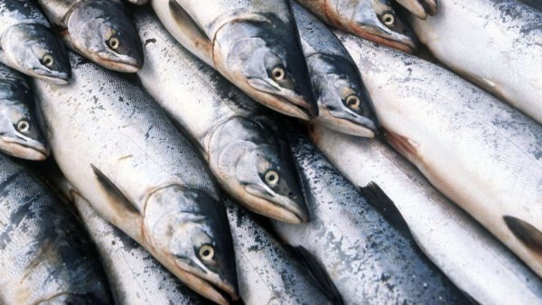 Балтийский лосось нерест