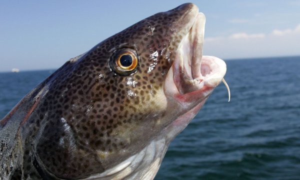 Эгейское море обитатели