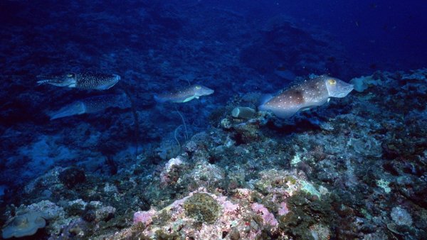 Семга в воде