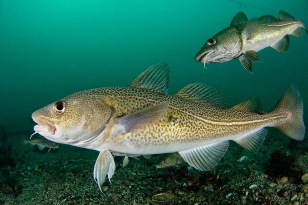 Промысловые рыбы Балтийского моря