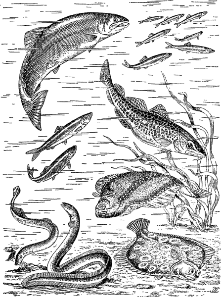 Черноморская акула Катран