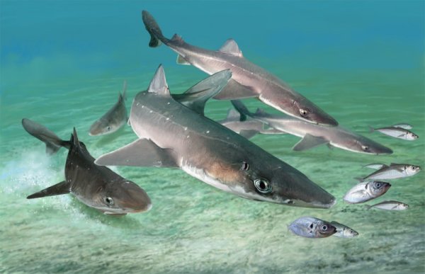 Лосось Онежского озера