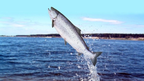 Промысловые рыбы Балтийского моря