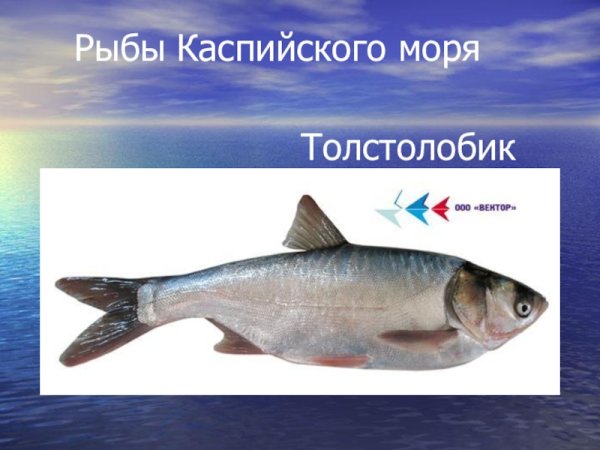 Рыбы Каспийского моря