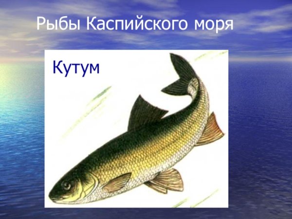 Рыбы обитающие в Каспийском море