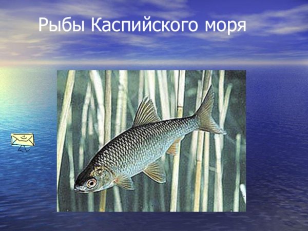 Промысловые рыбы Каспийского моря