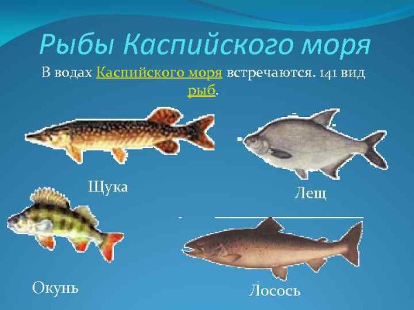 Рыбы Каспийского моря