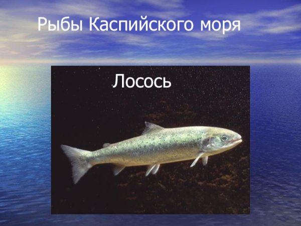 Рыбы Каспийского моря