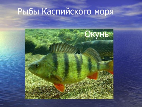 Рыба Каспия