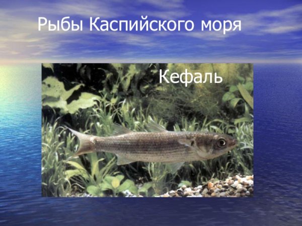 Рыба из Каспийского моря
