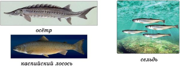 Какие рыбы обитают в Каспийском море