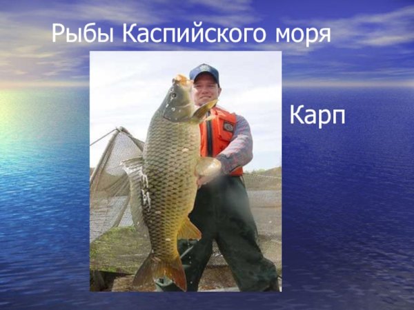 Рыбы Каспийского моря
