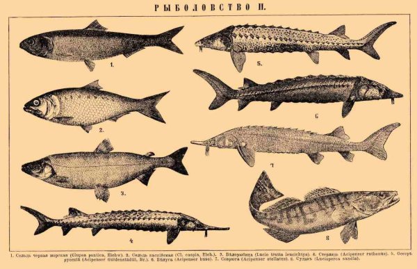 Черноморско-Азовская проходная сельдь