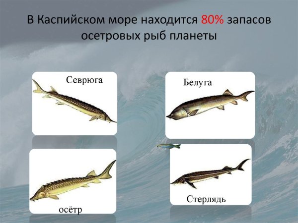 Рыбы Каспийского моря
