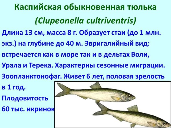 Рыбы обитающие в Каспийском море
