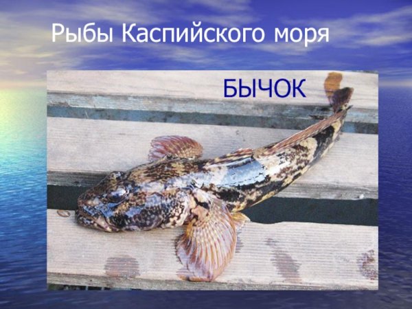 Рыбы Каспийского моря