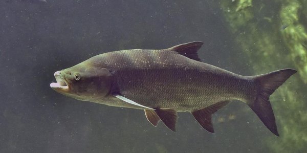 Рыбы Каспийского моря жерех