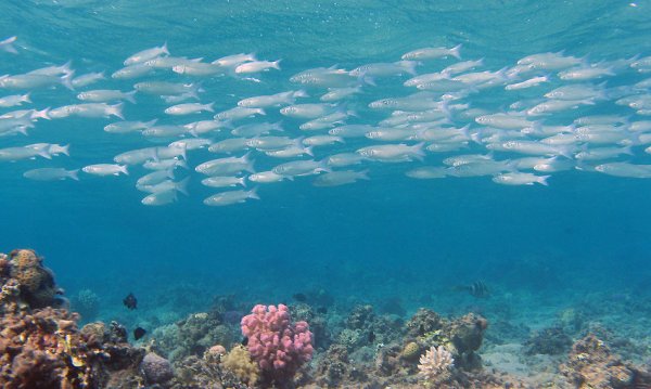 Морские рыбы Каспийского моря