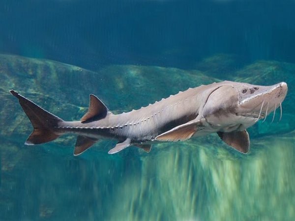 Белуга Черноморская