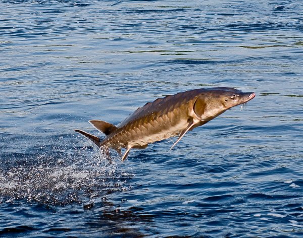 Осётр Сибирский