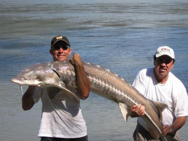 Осетрина рыба в Каспийском море