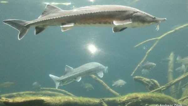 Осетр Каспийского моря