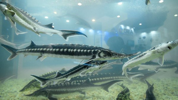 Осетр Каспийского моря