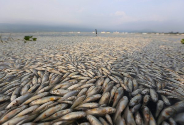 Морской ёрш Балтийское море