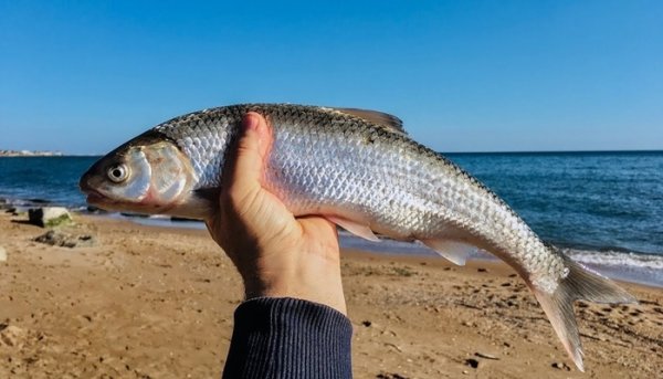 Осетр Енисейский