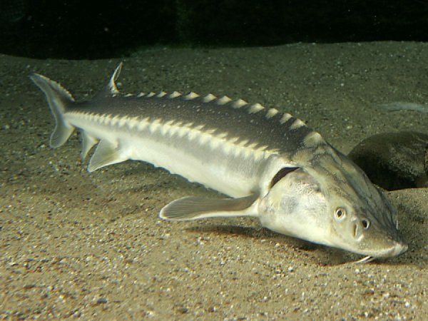 Браконьерство осетровых Каспийское море