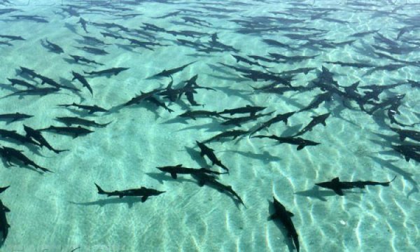 Браконьерский вылов осетров Астрахань