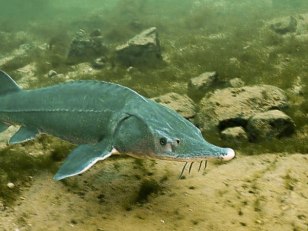 Рыбы обитающие в Каспийском море