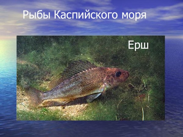 Сельдь рыба Охотское море